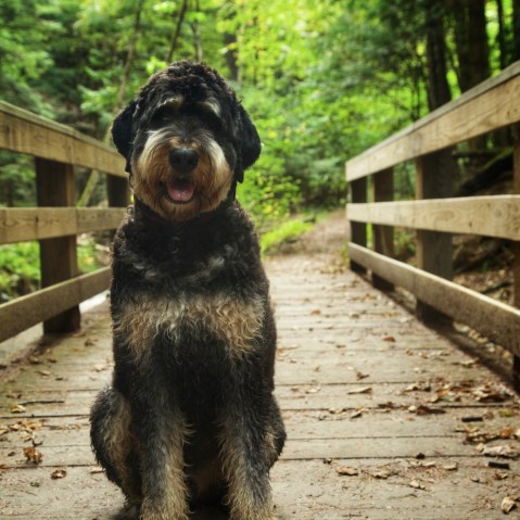 A picture of Hobson, Mika Brzezinski’s Bernadoodle, sitting on a wooden walkway, surrounded by greenery