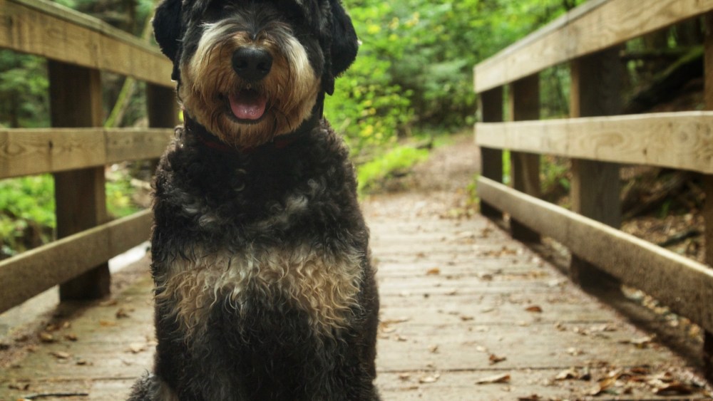 A picture of Hobson, Mika Brzezinski’s Bernadoodle, sitting on a wooden walkway, surrounded by greenery